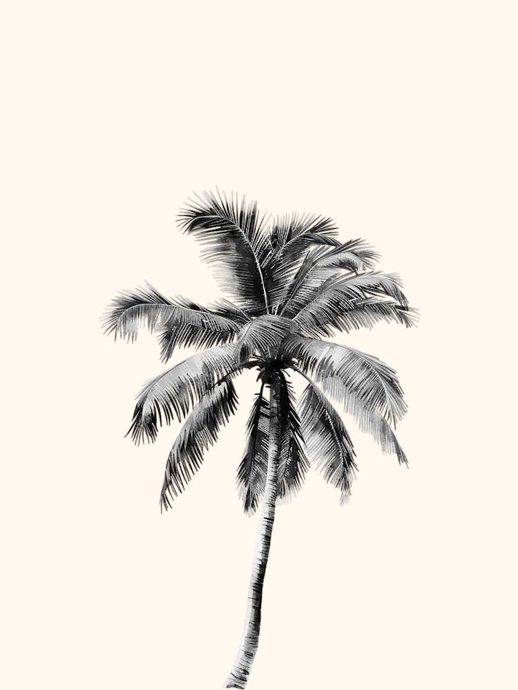 Palm Tree Poster, Summer Beach Wall Art, Tropical Home Decor, Gift For Her, Ocean Sea Theme