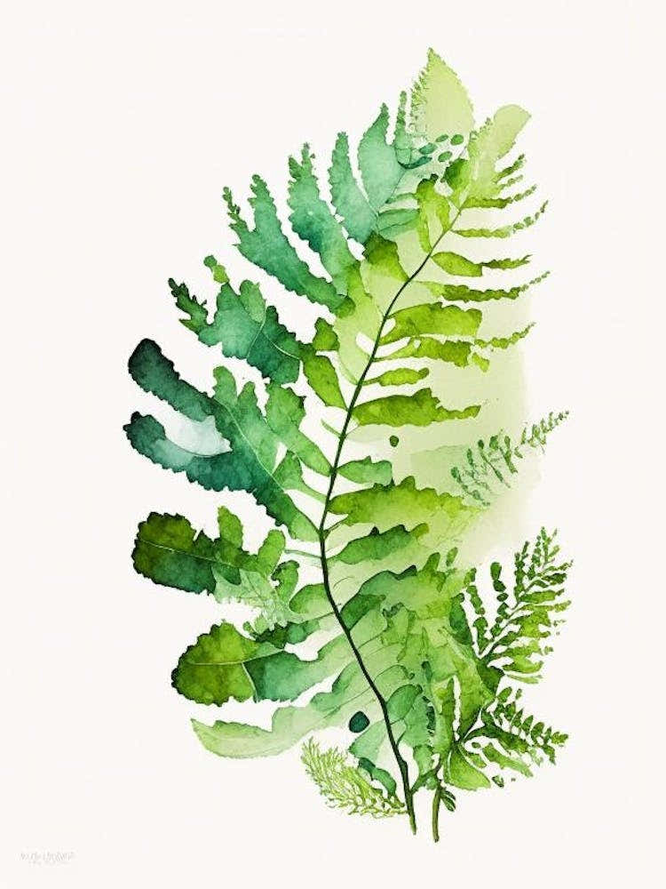 Maidenhair Fern Watercolour