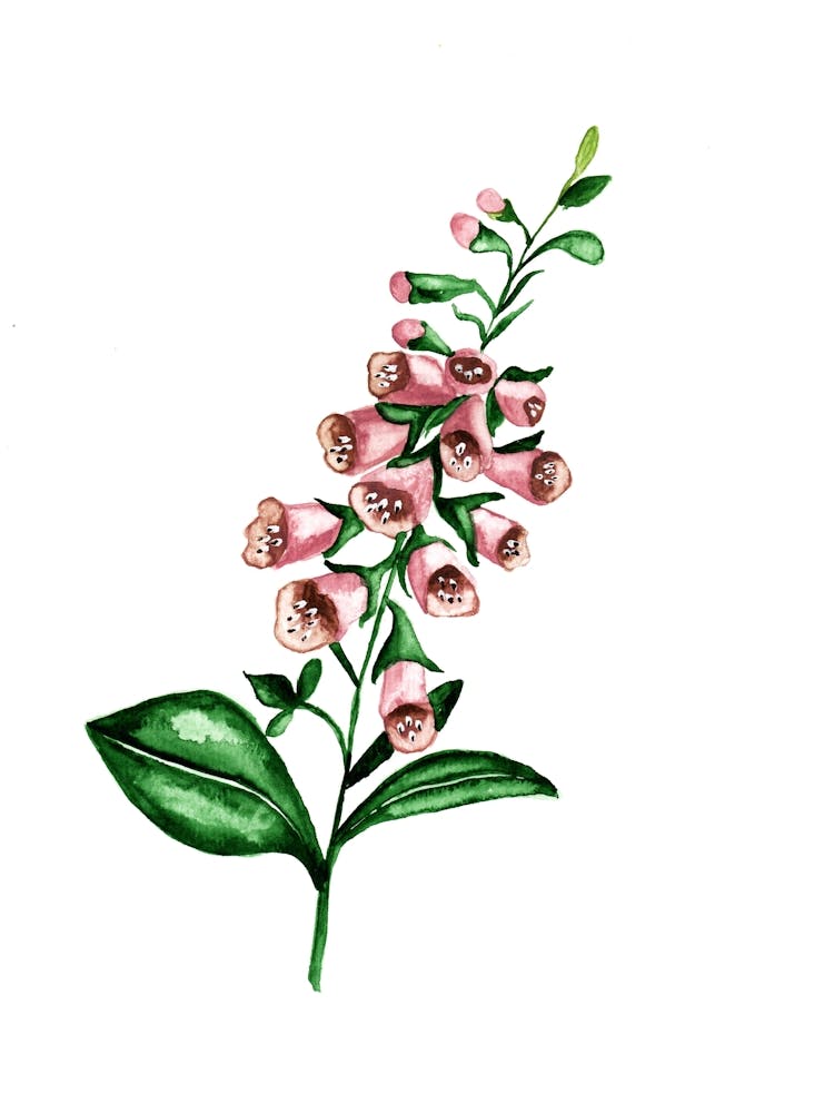 Foxglove