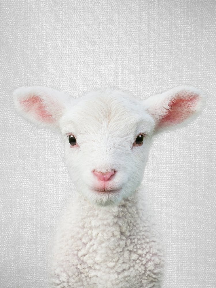 Lamb 