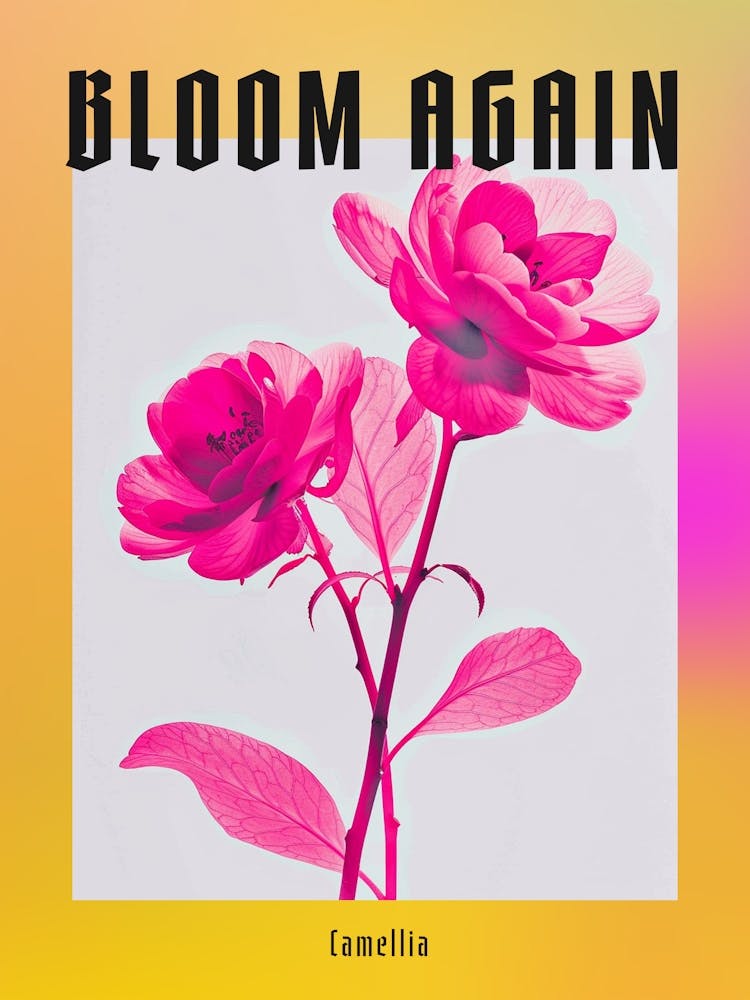 Hot Pink Camellia 2 Poster