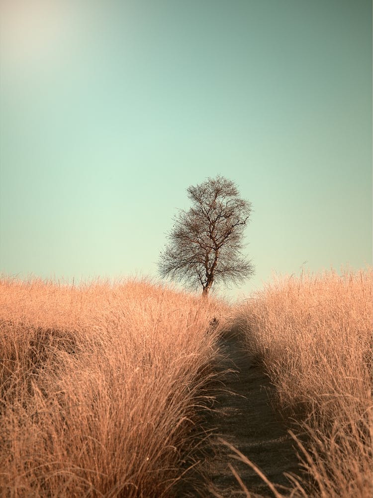 Grass And Path