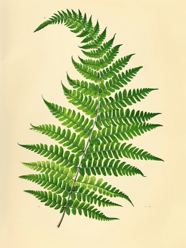 Vintage Illustration Ribbon Fern 1