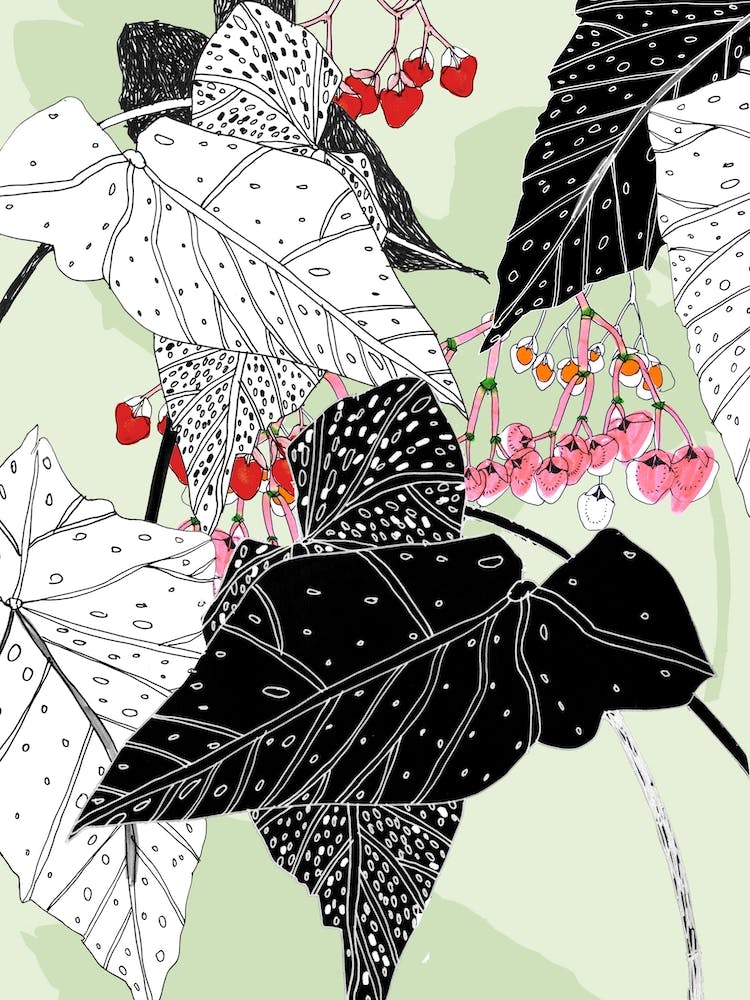 Begonia Graphics