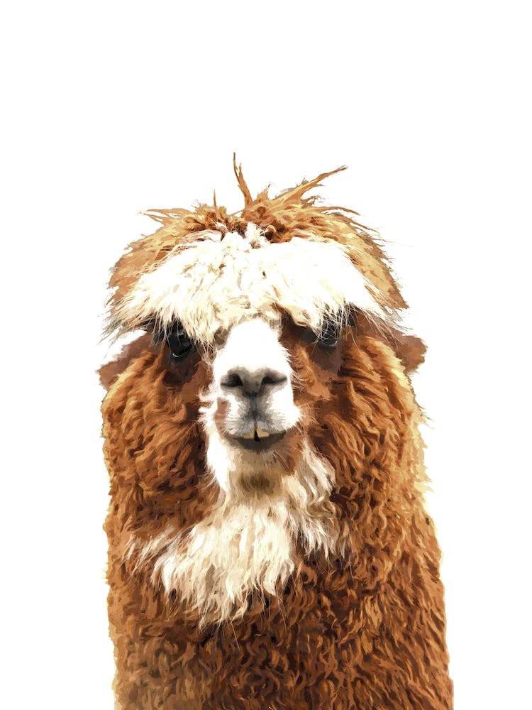 Alpaca