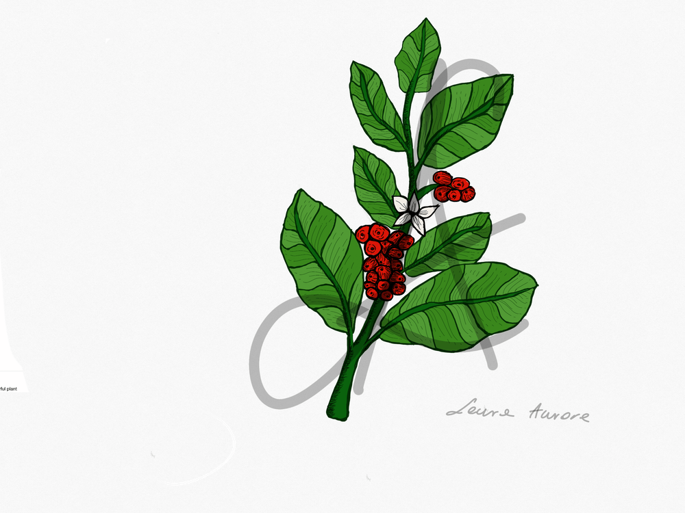 coffee plant drawing
