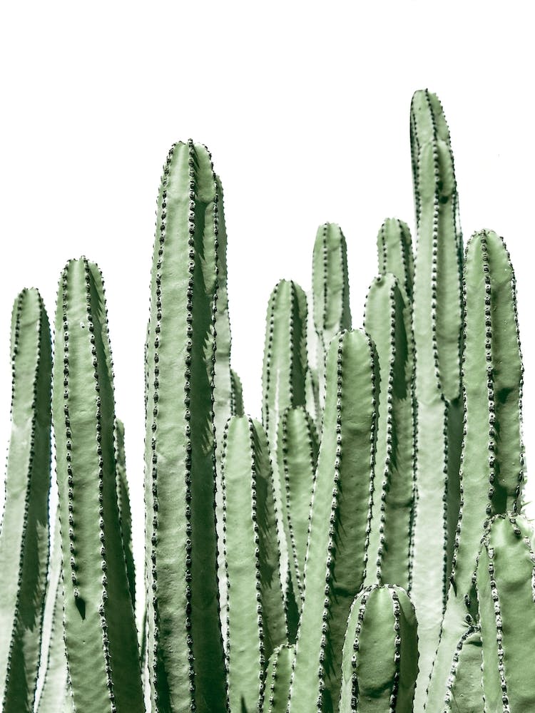Kaktus auf weißem Hintergrund Art Print by Victoria Frost – Fy!