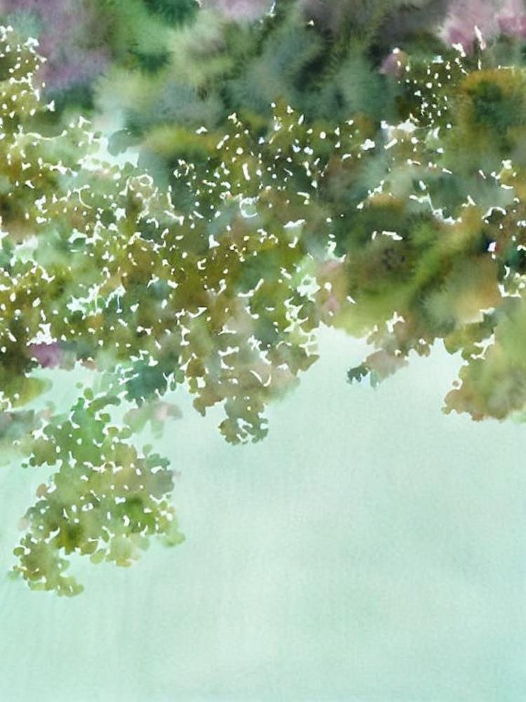 Acropora Tenuis V Storybook Watercolour