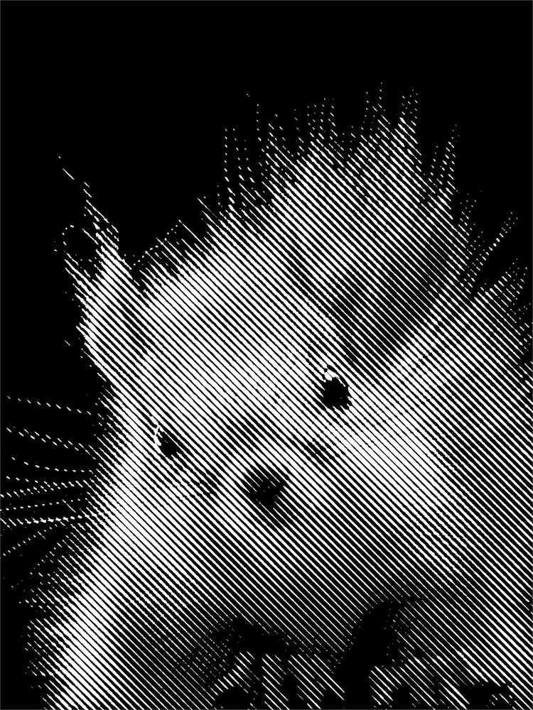 Squirrel Line Art