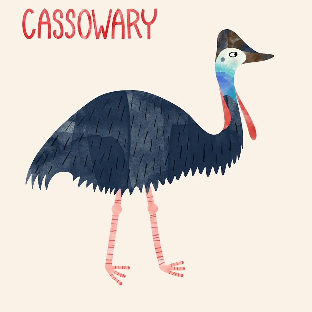 Cassowary Bird