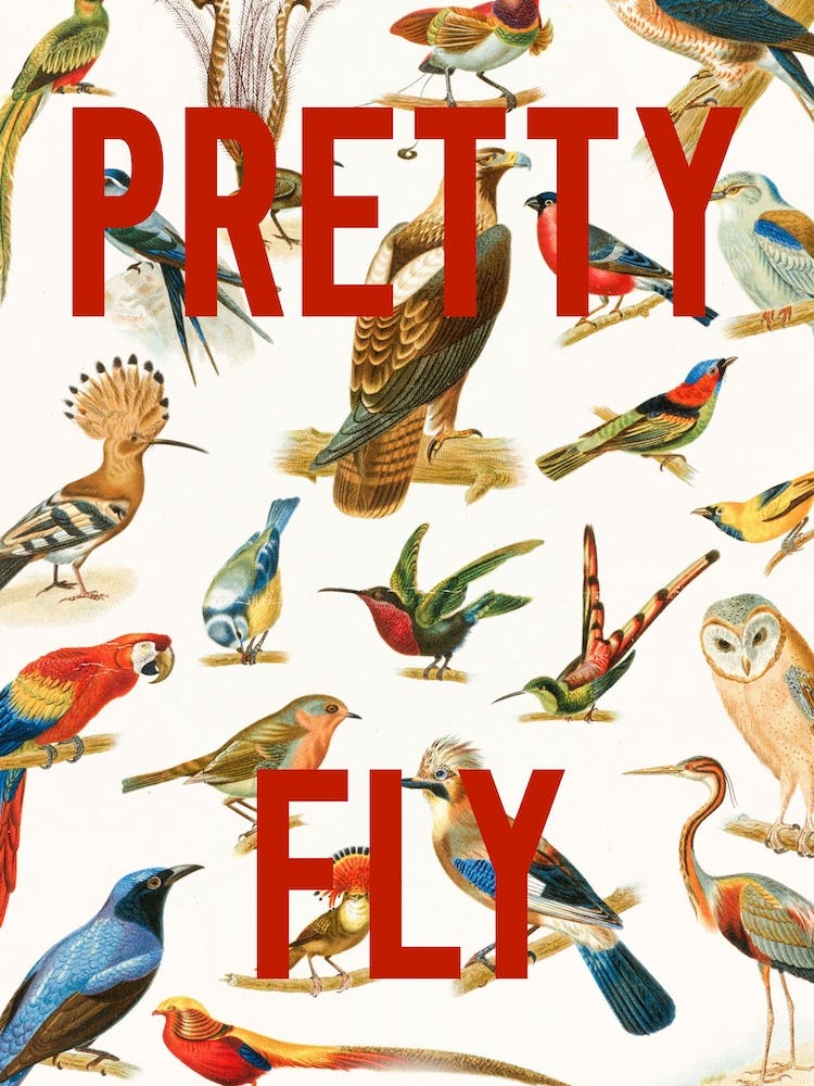 Pretty Fly Bird Pattern