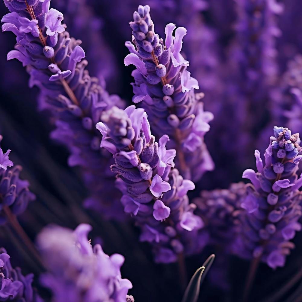Lavender Flowers 11