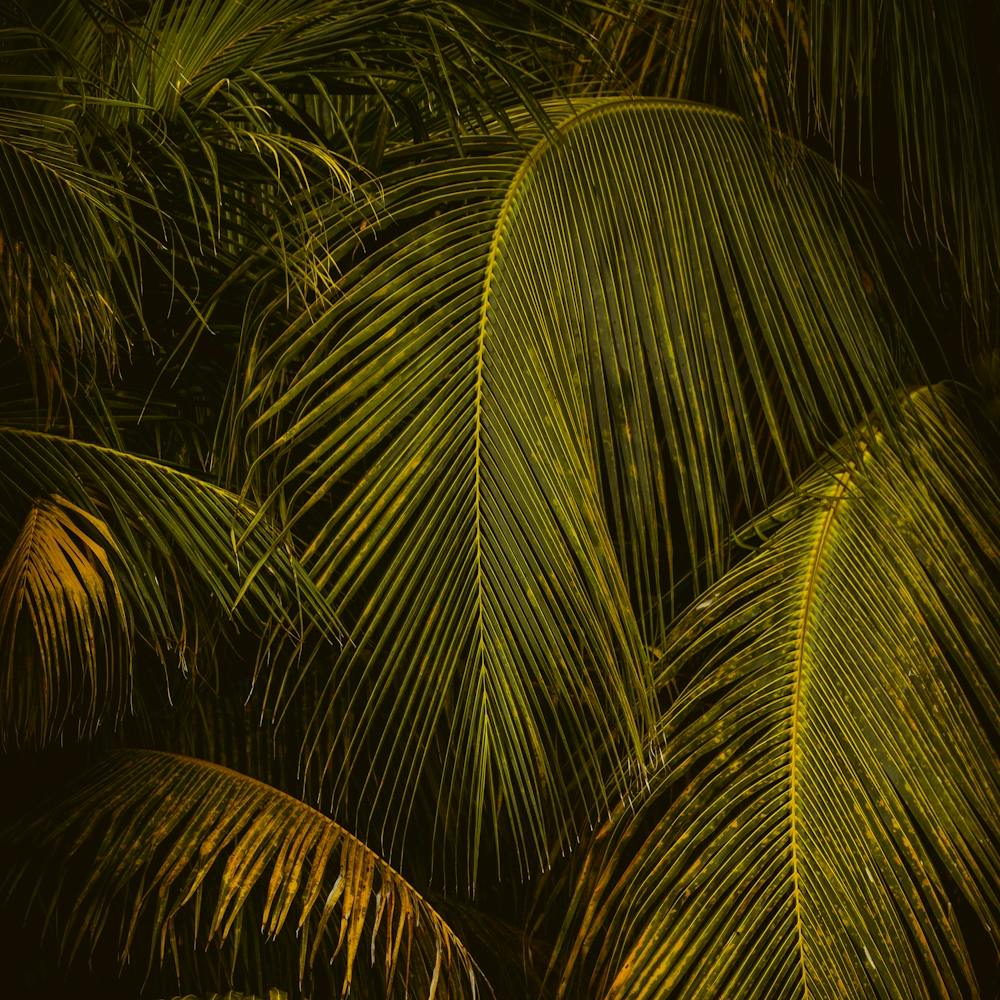 Palm Leaves at Golden Hour Square