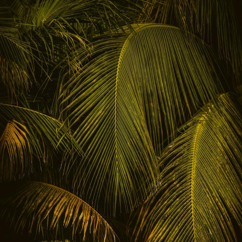 Palm Leaves at Golden Hour Square