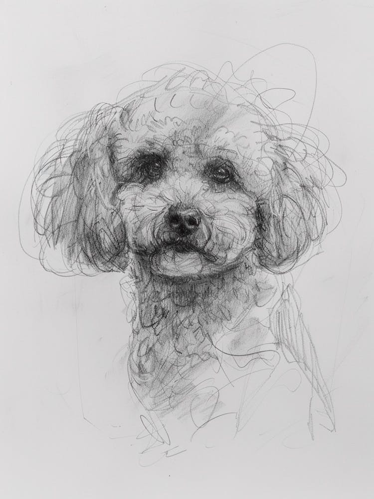 Bichon Frise Dog Charcoal Line 4
