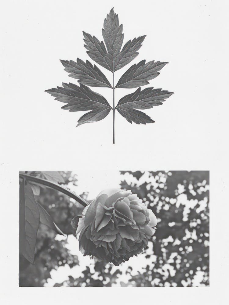 Peony Flower Photo Collage 4