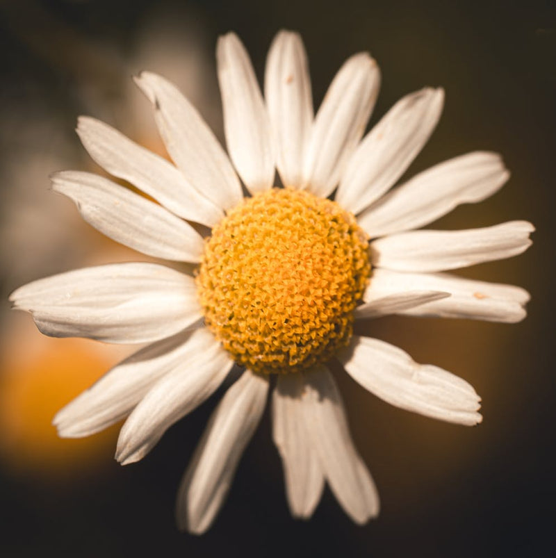 Daisy