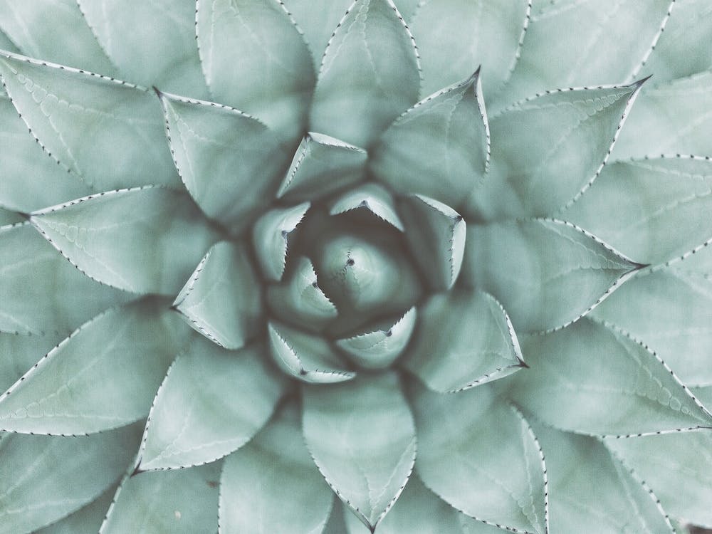 Desert Succulent