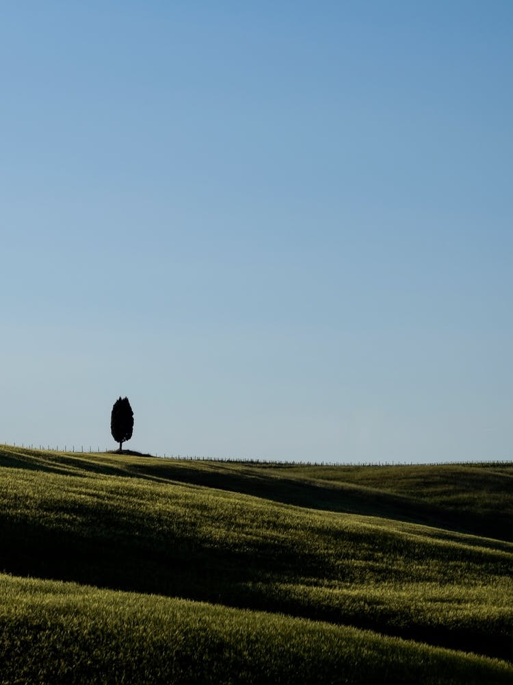 Italy Tuscany Hill Tree