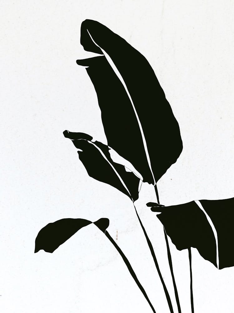 Botanical study - four