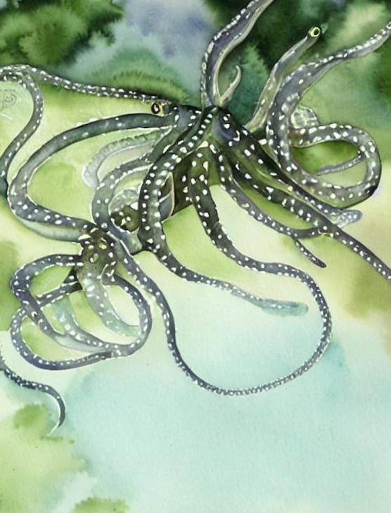 Mimic Octopus Storybook Watercolour