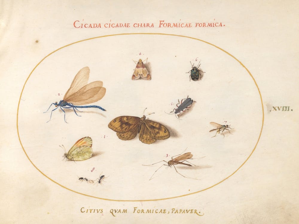 Two Butterflies And A Moth With A Dragonfly, Two Ants, And Four Other Insects, Joris Hoefnagel