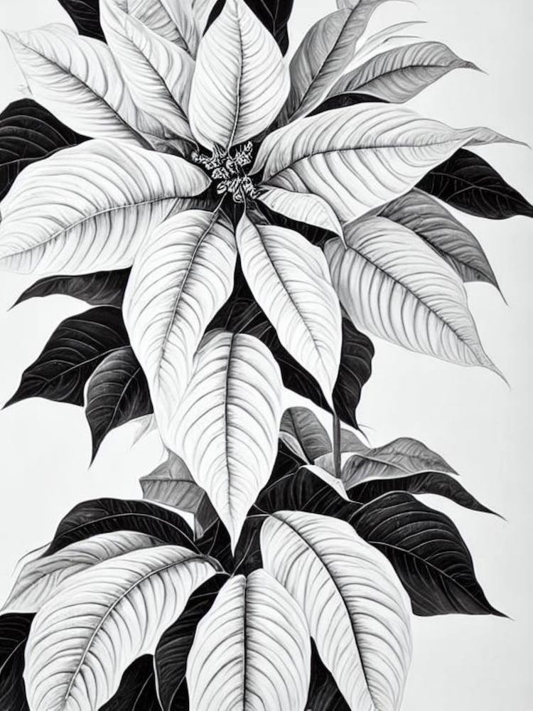 Poinsettia B&W Pencil 1 Flower