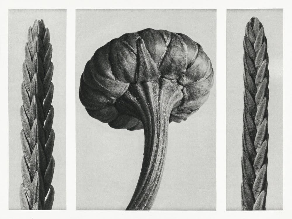Heather And Chrysanthemum Leucanthemum (1928), Karl Blossfeldt