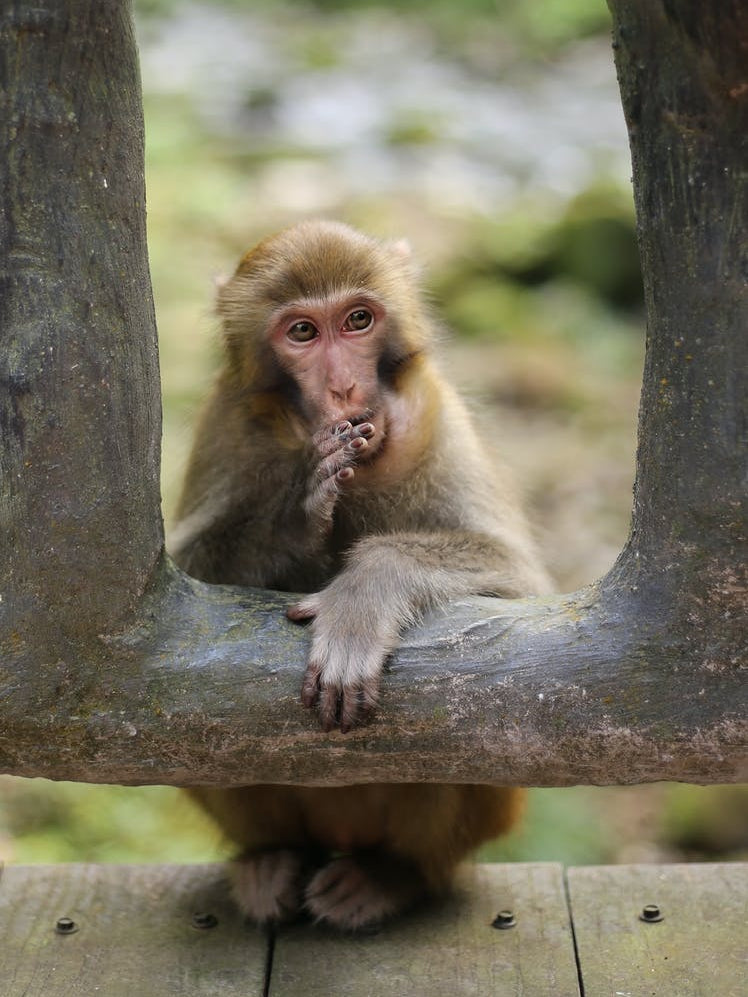 Macaque Monkey Portrait