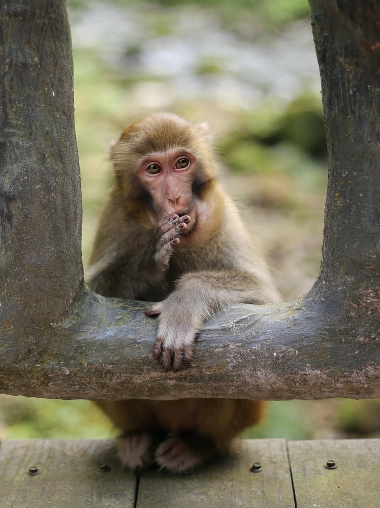 Macaque Monkey Portrait