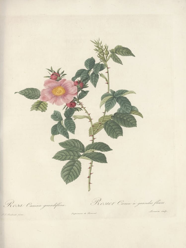 Rose Illustration, Pierre Joseph Redoute, Pierre Joseph Redoute(127)