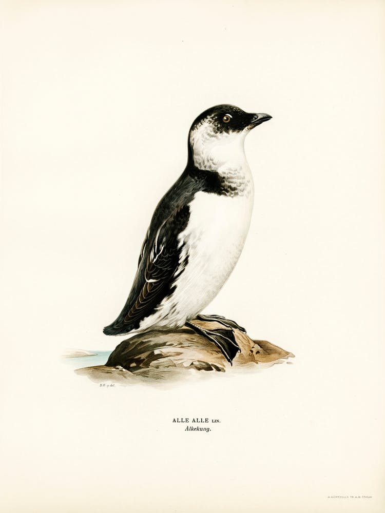 Petit Pingouin (Alle Alle), Les Frères Von Wright