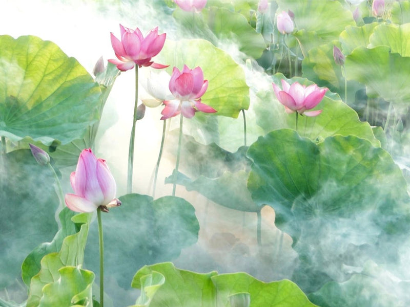Lotus Flower 16