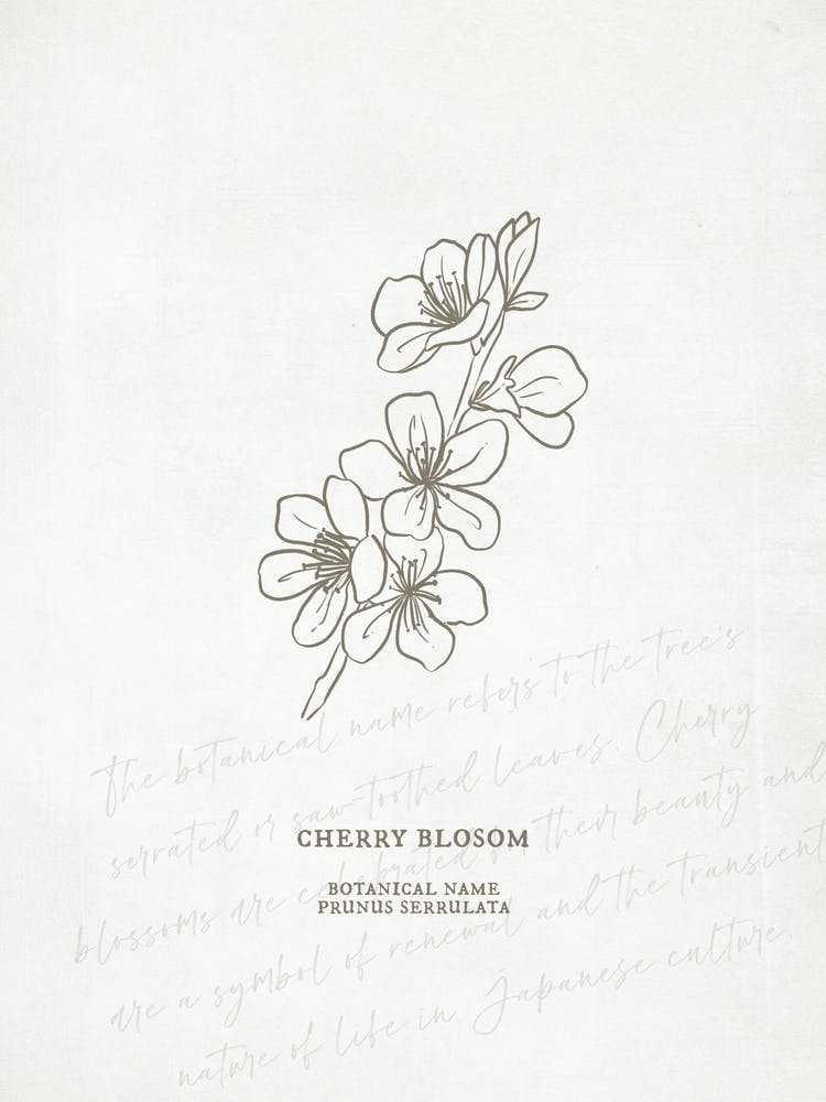 Cherry Blossom Birth Flower | Antique