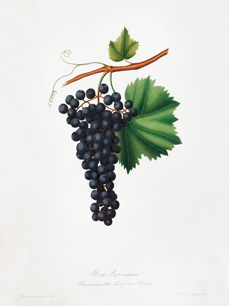 Berzemina Grape (Vites Veneto) From Pomona Italiana (1817 - 1839), Giorgio Gallesio
