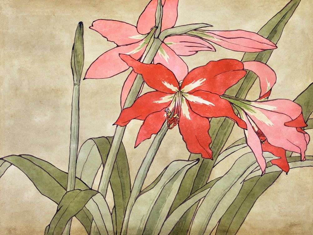 Amaryllis (1915), Hannah Borger Overbeck