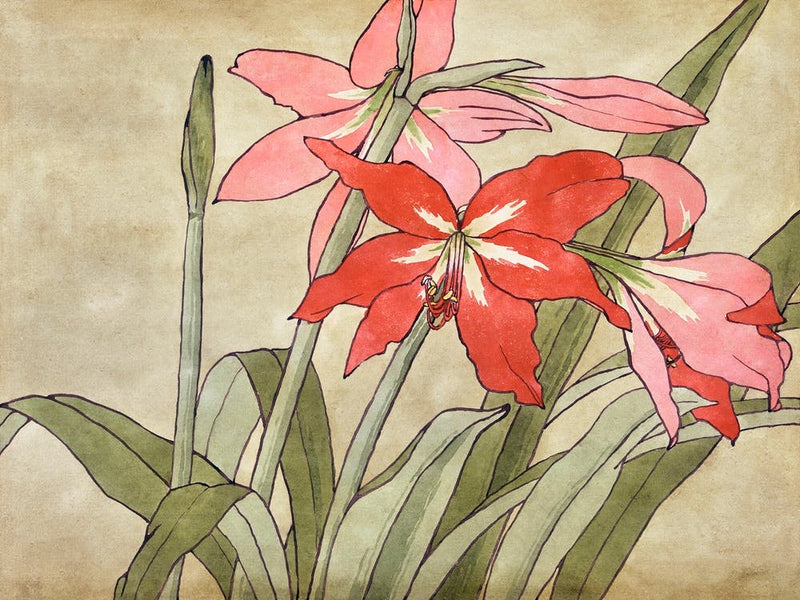 Amaryllis (1915), Hannah Borger Overbeck