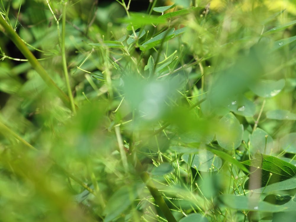 Grass
