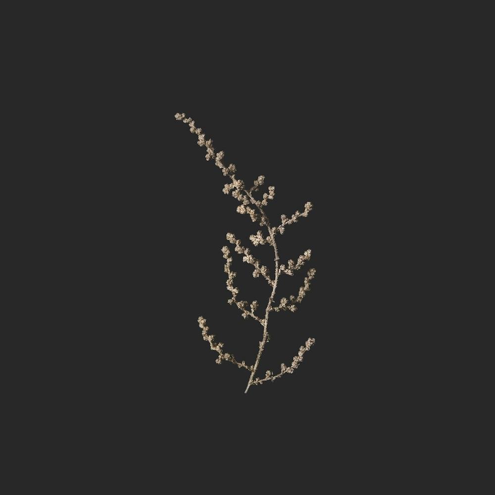Delicate Golden Botanicals On Black Square