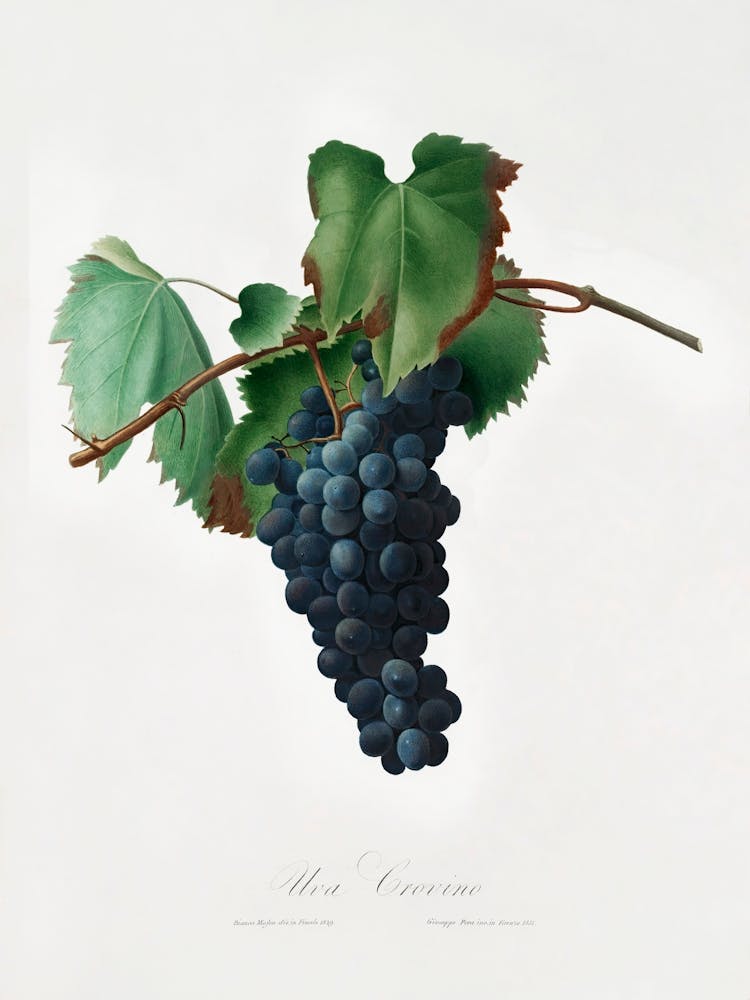 Grape Vine (Vitis Vinifera Niciensis) From Pomona Italiana (1817 1839) , Giorgio Gallesio 1