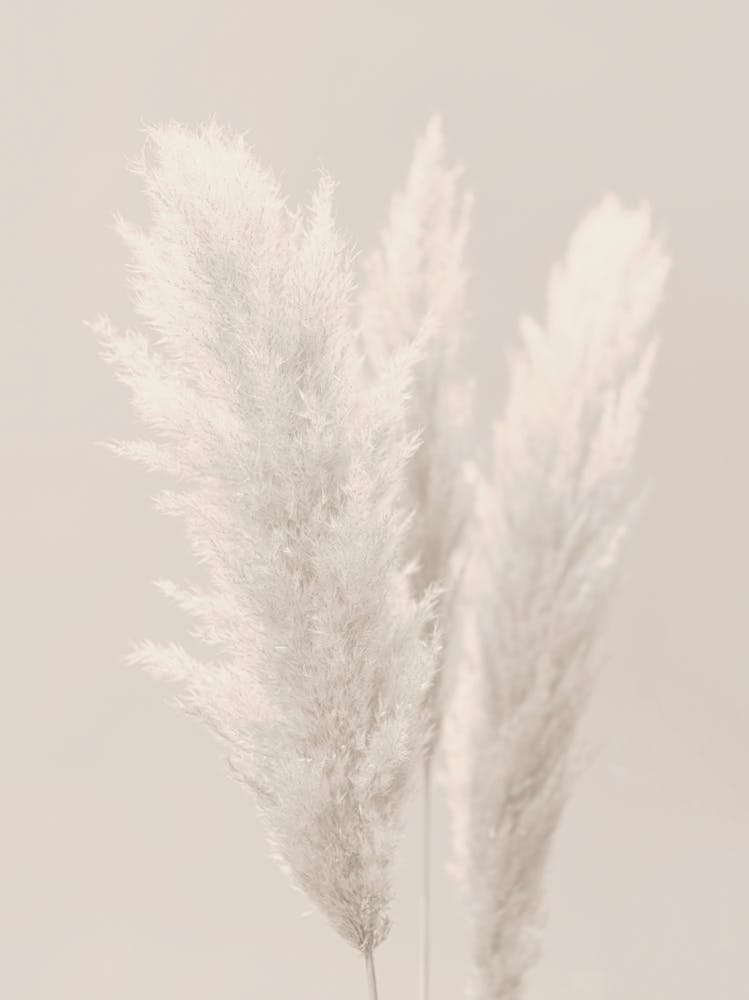 Pampas Grass Beige_2160444