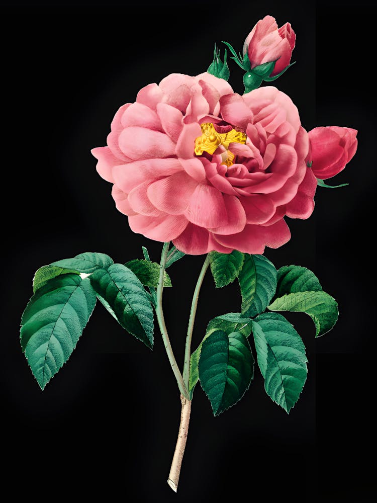 Pink Rose 1