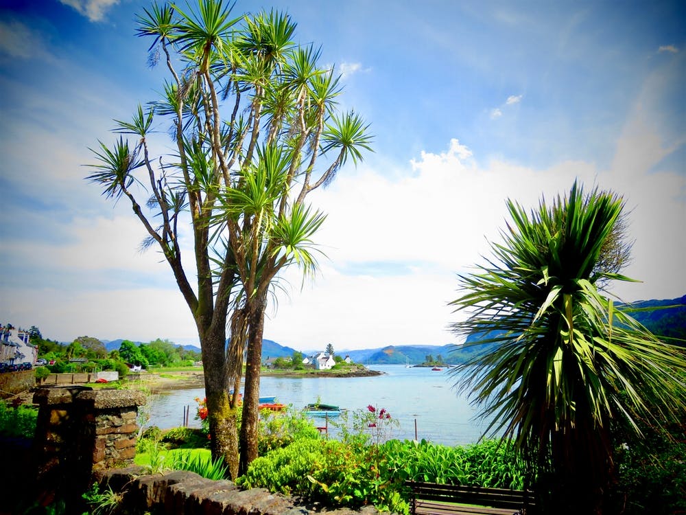 Palm Trees On The Beach 2