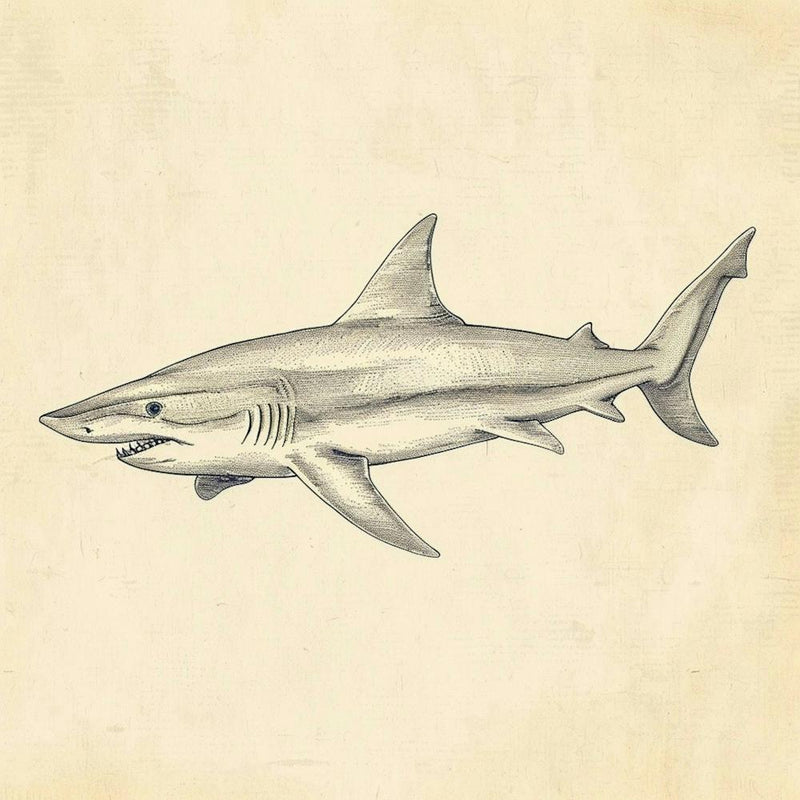Blue Shark Vintage Illustration 1