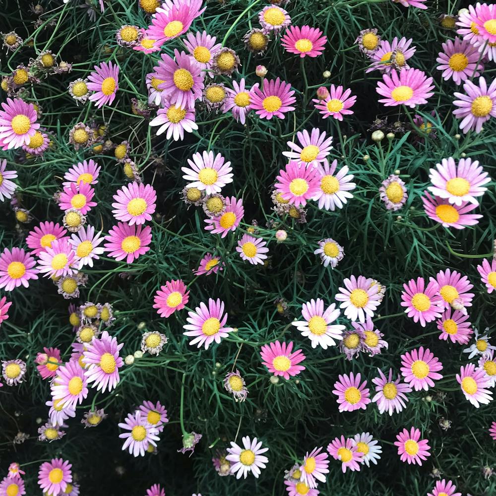 In The Garden Pink Daisies