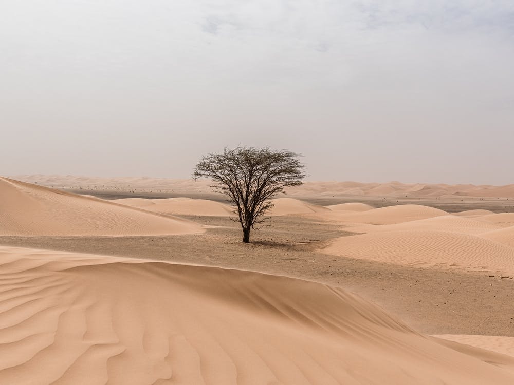 Sahara Desert With Tree