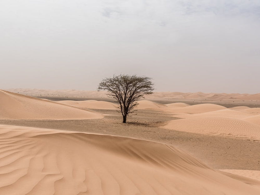 Sahara Desert With Tree