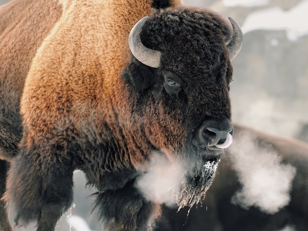 Winter Bison