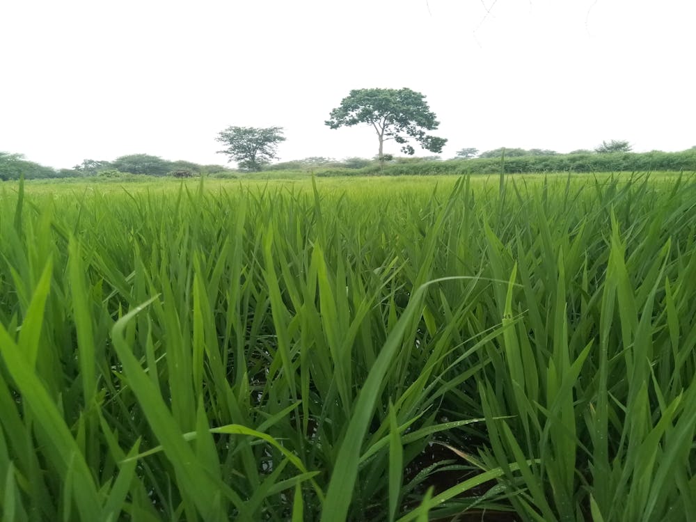 paddy photography design