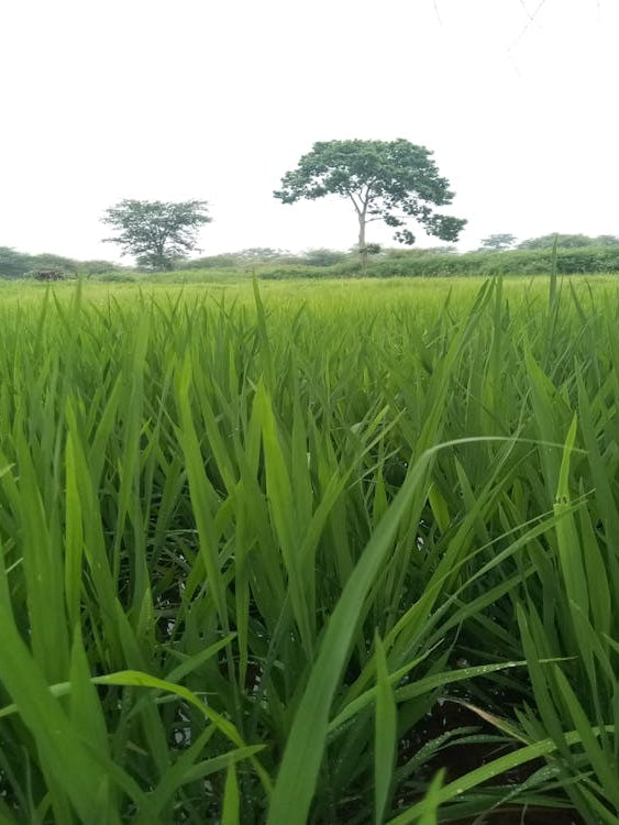 paddy photography design